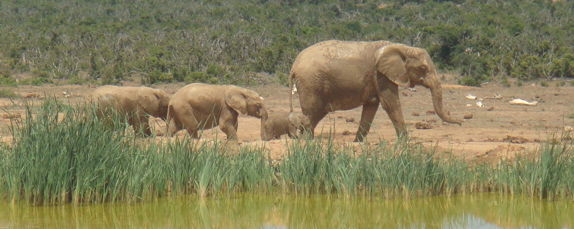 ado elephant park