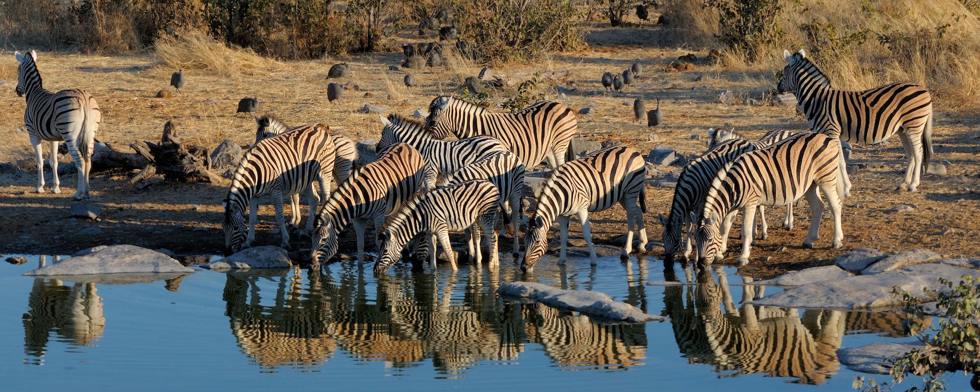 etosha nationalpark zebraherde