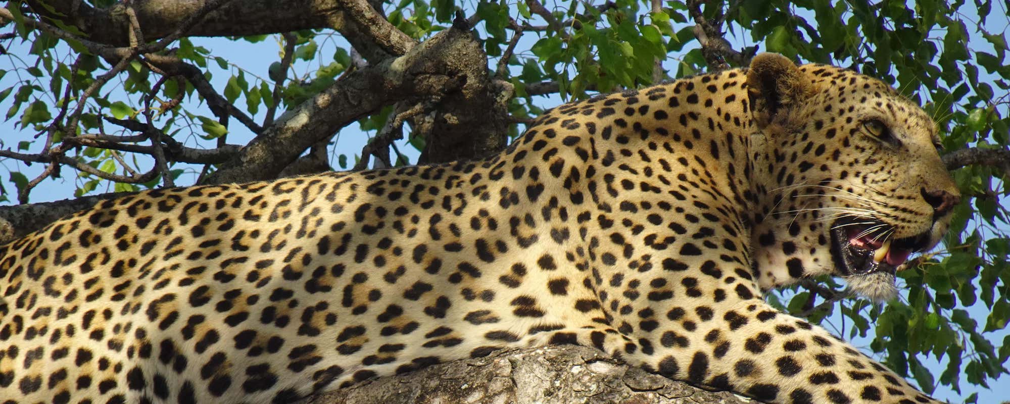 krüger nationalpark leopard