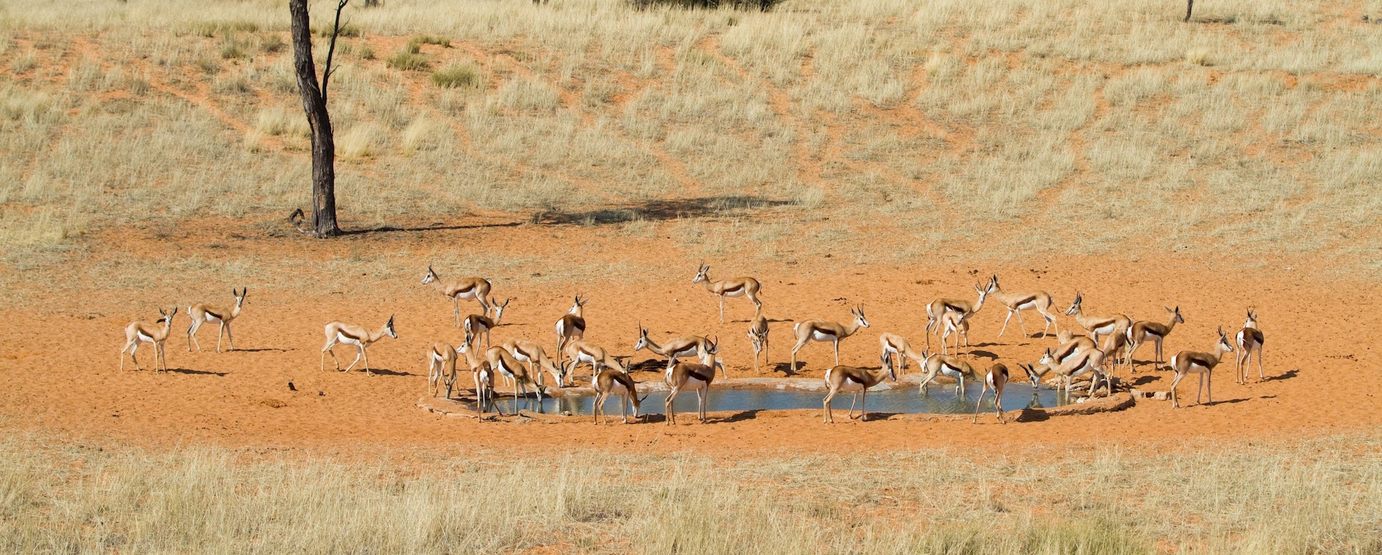 serengeti wüste